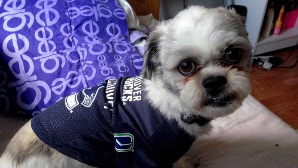 NHL teams are adding dogs to their rosters: Meet some of the pooches