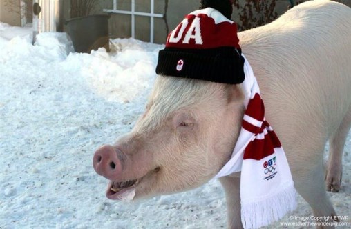 Esther the Wonder Pig. Photo: http://on.fb.me/1d2ZlRA
