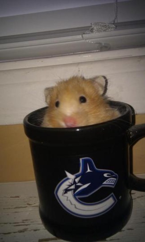 9d1113cfa9a3209e958e88594e97378e Photo: http://bit.ly/1ucZaBY