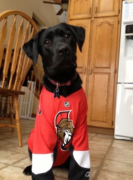 Sheba-in-an-Ottawa-Senators-Jersey Photo: http://bit.ly/1nWkB7y