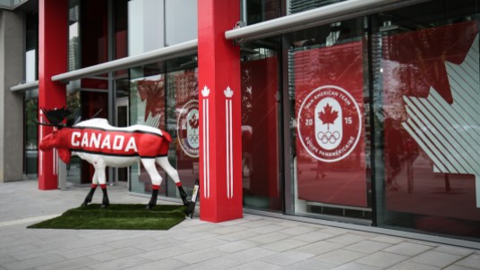 Moosestache Canadian moose on the loose (photo: Alexa Fernando)