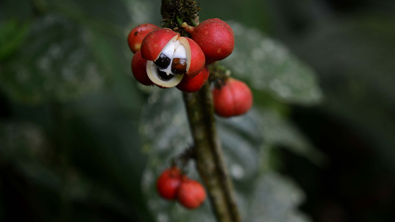 Guaraná fruit, widely used in soft drinks and juices in Brazil / Photo via Wikimedia Commons