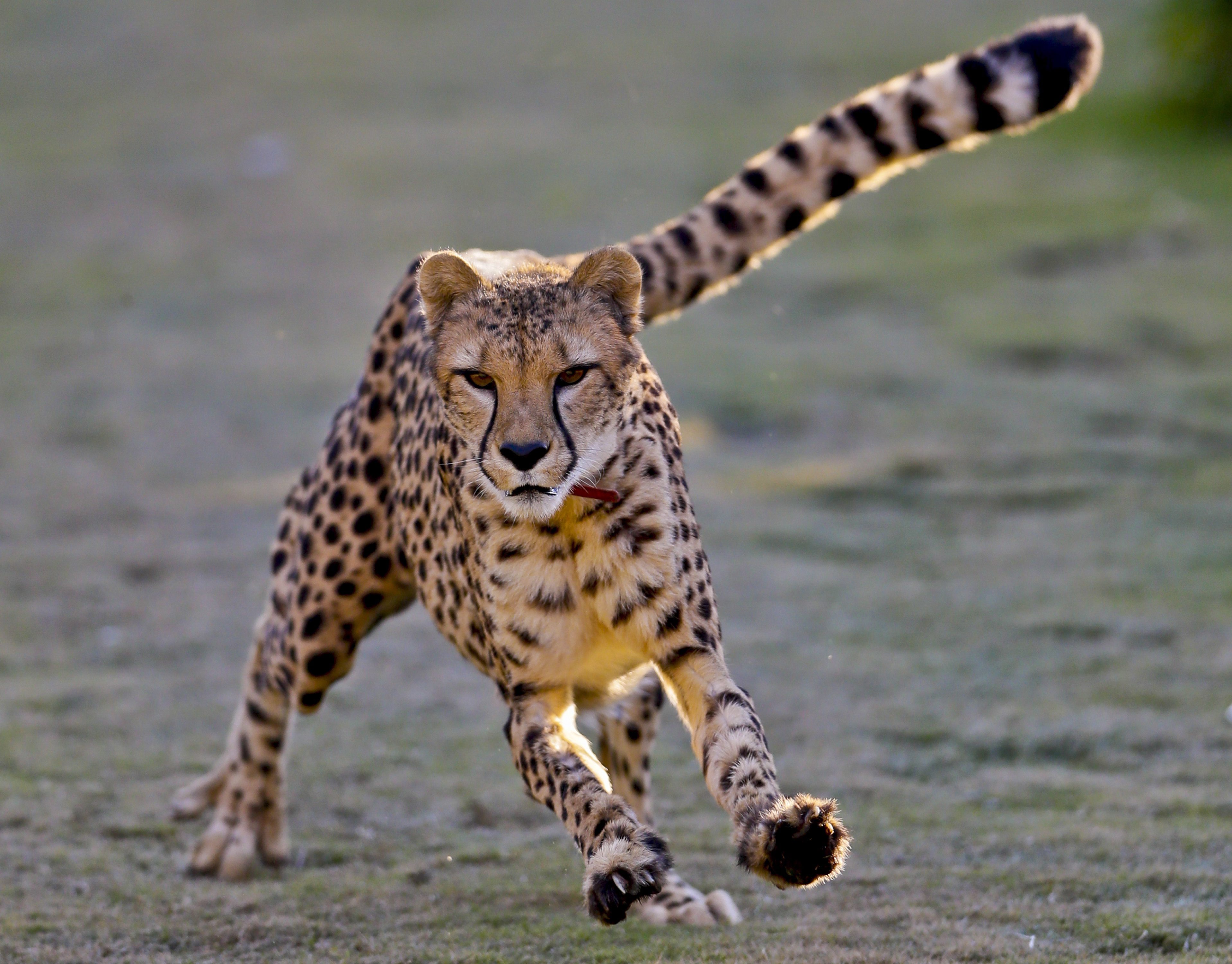 Очень много крупных и быстрых животных. Хвост гепарда. Европейский гепард. Животные в движении. Бегающие животные.