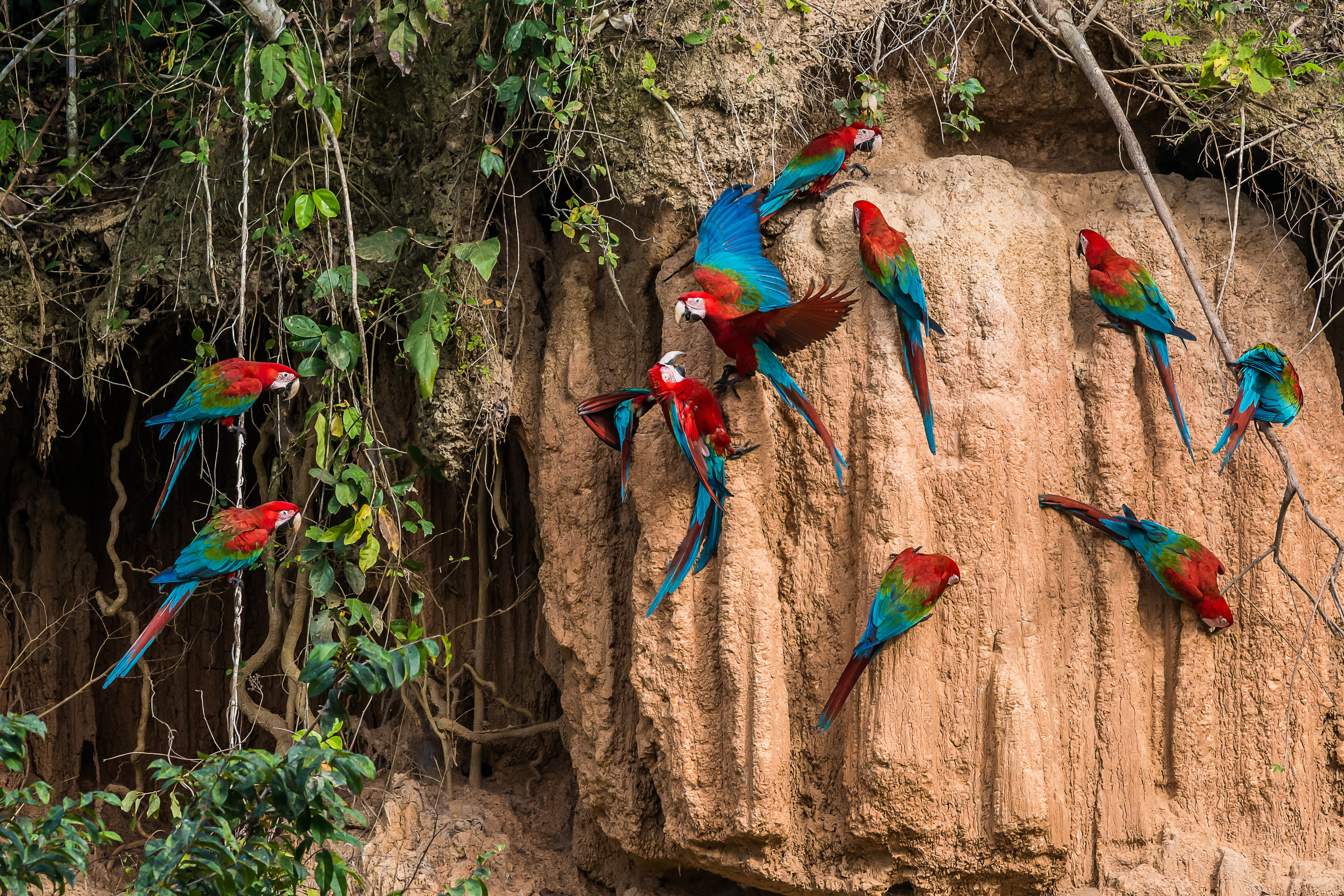 Macaws in the Amazon jungle