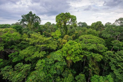 Peruvian forest in the Amazon Jungle