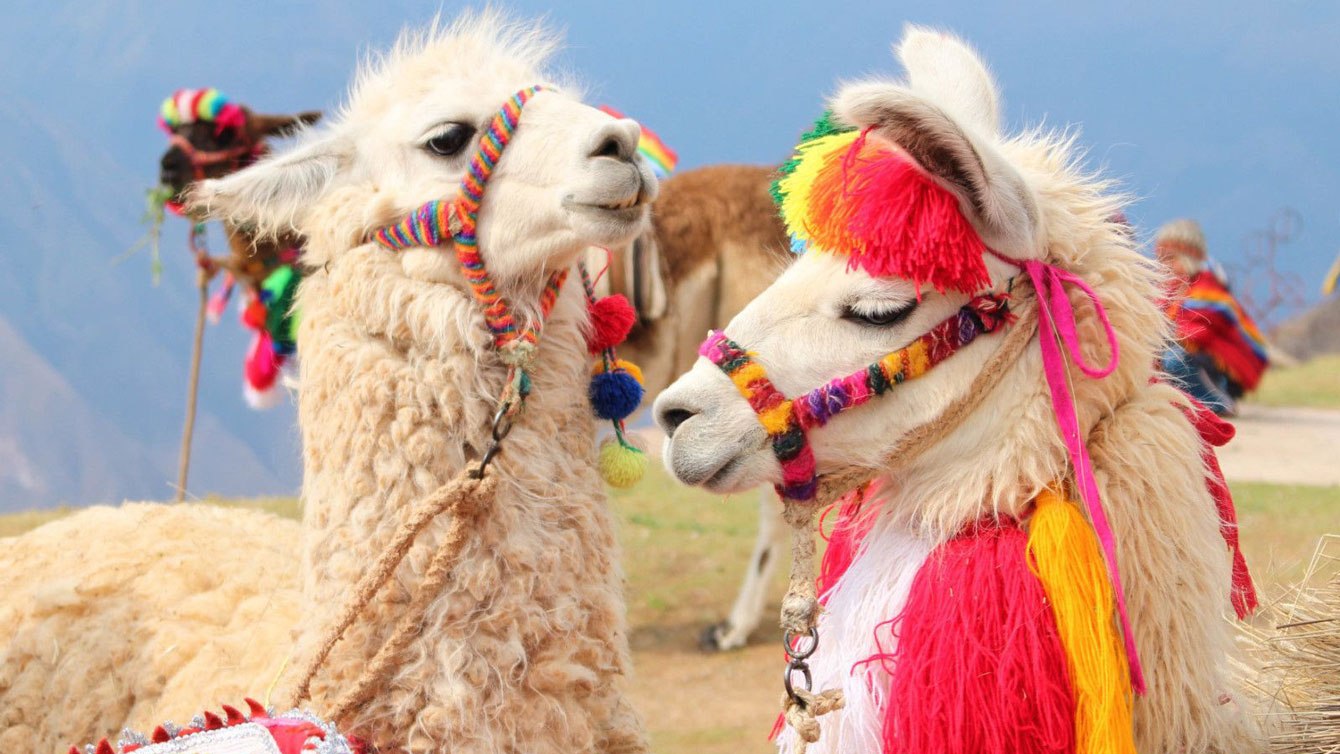 Llama Peru Team Canada Official Olympic Team site