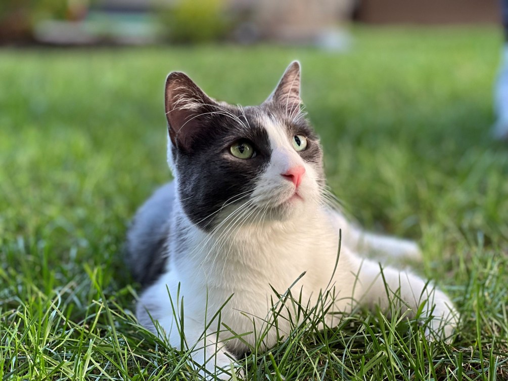 A white and grey cat lying on the grass 