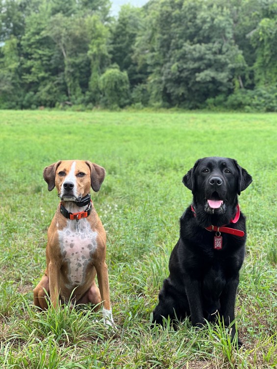 A tan dog and a black dog sit on the grass